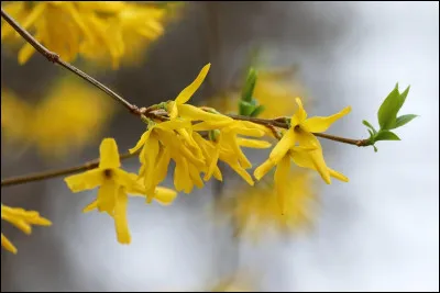 Ce sont des fleurs de...