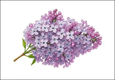 Ce sont des fleurs de...