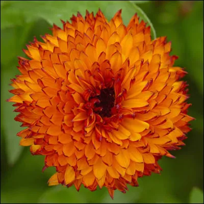 Quel est le nom de cette fleur ?