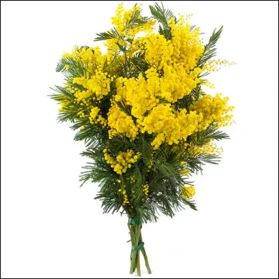 Ce sont des fleurs de...