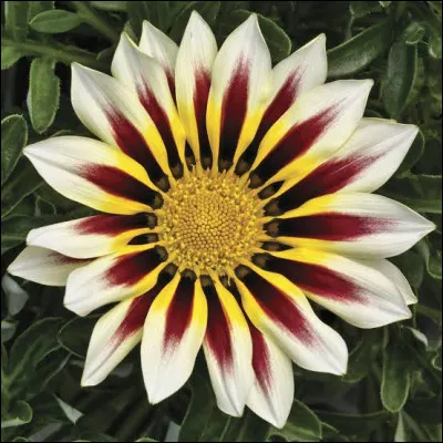 Quel est le nom de cette fleur ?