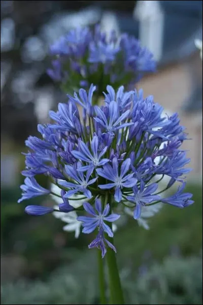 Quel est le nom de cette fleur ?