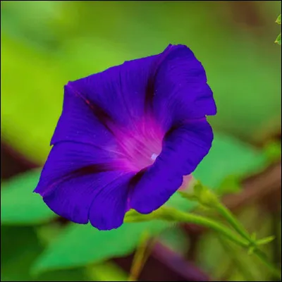 Quel est le nom de cette fleur ?