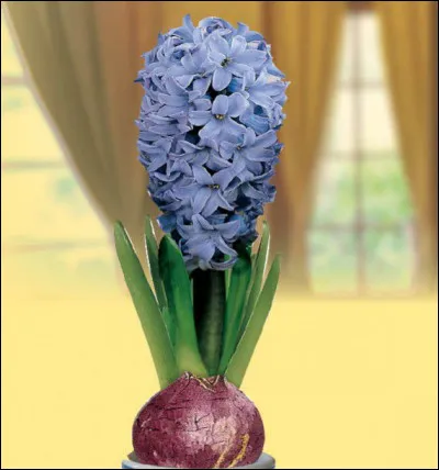 Quel est le nom de cette fleur ?