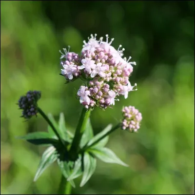 Quel est le nom de cette fleur ?