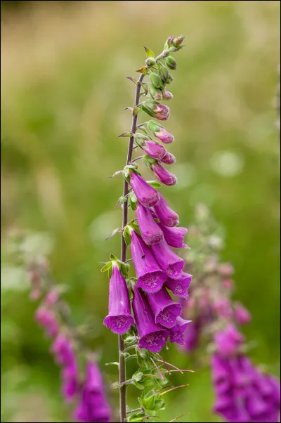Quel est le nom de cette fleur ?