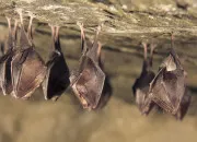 Quiz L'animal est dans la maison