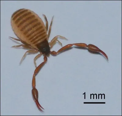 Voici un proche cousin des scorpions, mais sans dard, donc innocent !O&ugrave; le trouve-t-on ?