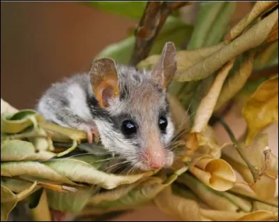 Gourmand et omnivore, le ... d&eacute;vore les fruits du verger dont il raffole. Timide et discret le jour, actif la nuit.