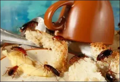 Ils vivent pr&egrave;s des poubelles, des canalisations et des aliments.