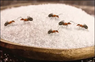 Pourquoi trouve-t-on ces Hym&eacute;nopt&egrave;res dans le sucre ? !