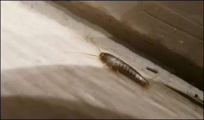 Le poisson d'argent est un insecte...