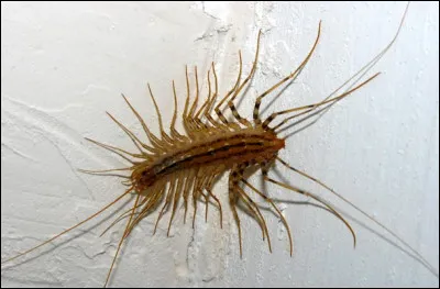 Esp&egrave;ce de Centip&egrave;de !