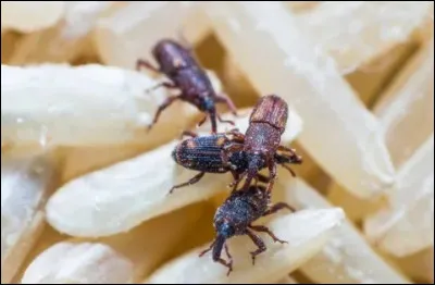 Que sont ces insectes col&eacute;opt&egrave;res que l'on rencontre dans nos paquets de riz ?
