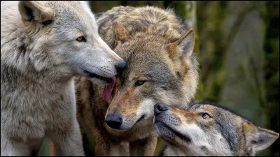 En moyenne combien d�individus une meute comporte-t-elle ?