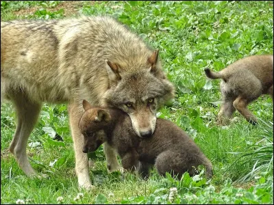 Dans la meute qui s'occupe des petits ?