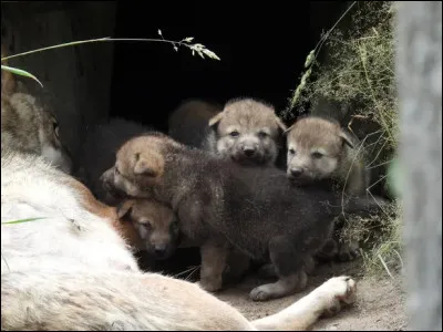 Les louveteaux redressent leurs oreilles entre...