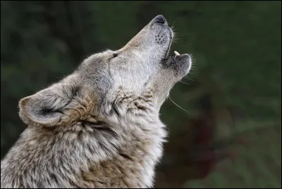 &Agrave; quelle distance peut-on entendre un hurlement de loup ?