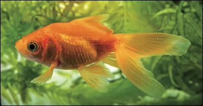 Que peut on dire d�un poisson qui a froid ?