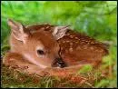 Le petit de la biche et du cerf s'appelle...