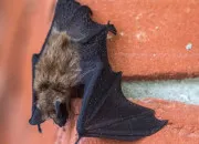 Quiz L'animal est dans la maison n�2