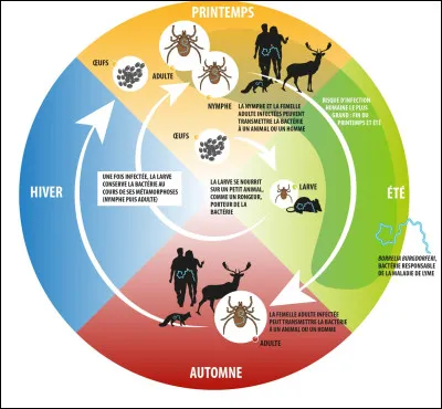 De quel acarien est-il question ici ?On observe le cycle de la vie de ce pr&eacute;dateur redoutable porteur de la terrible maladie de Lyme.