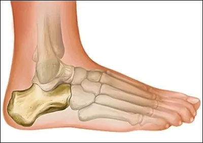 Comment s'appelle l'os du talon ?
