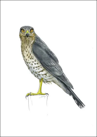 De quel oiseau s'agit-il ?