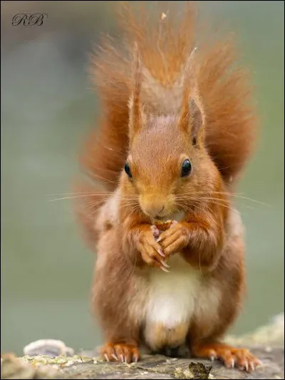 De quel animal s'agit-il ?