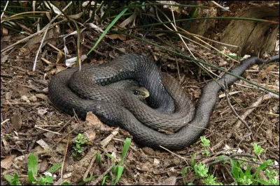 Quel est le plus grand serpent venimeux d'Europe ?