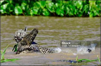 Ce reptile fait partie de ses proies favorites, sur quel continent pouvez-vous l'apercevoir ?