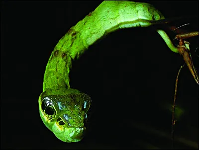 D'apr&egrave;s vous, o&ugrave; peut-on rencontrer ce serpent ?