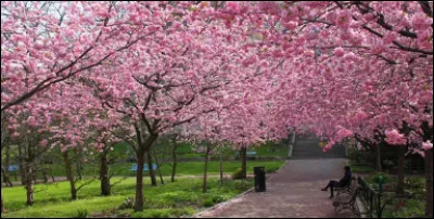 Quelle fleur est le symbole du printemps au Japon ?