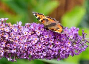 Test Quelle fleur es-tu ?