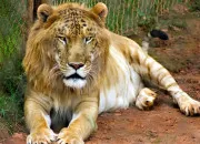 Quiz Quel est cet animal ?