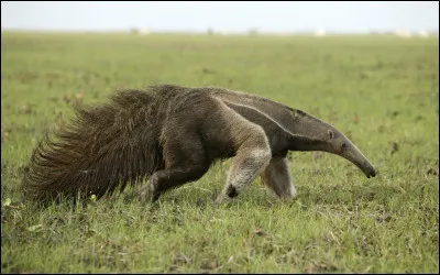 Quel est cet animal ?