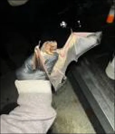 Quelle est cette esp&egrave;ce ?