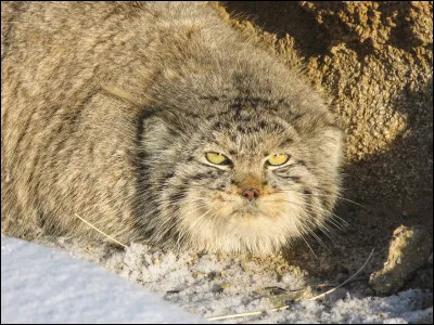 Et quel est cet animal ?