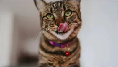 Ton plus grand plaisir est de...