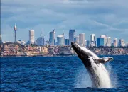 Test Quel c�tac� es-tu ?