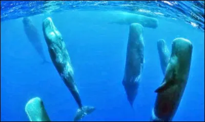 Le soir, tu t'endors...