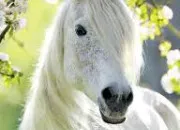 Quiz Les chevaux dans tous leurs �tats ! (3)