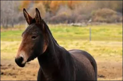 Comment se nomme l'animal issu du croisement entre une &acirc;nesse et un cheval ?