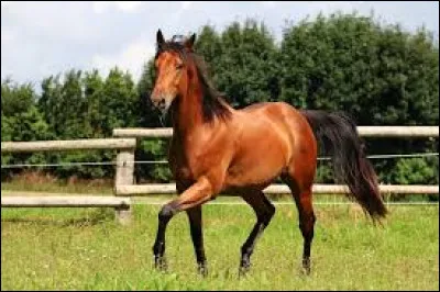 Comment dit-on le "cheval" en italien ?