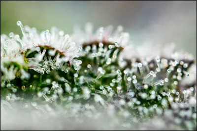 Lequel de ces savants est consid&eacute;r&eacute; comme le fondateur de la microbiologie moderne ?