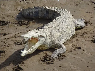 Une exploratrice traverse la mare aux crocodiles, mais ils ne la mangent pas. Pourquoi ?