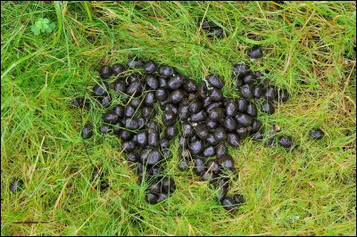 Quel animal a ces crottes appel&eacute;es ''fum&eacute;es'' ?