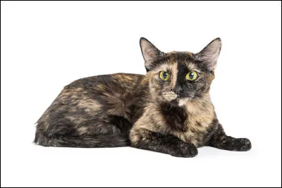 Quelle couleur de pelage veut-tu ? (1)