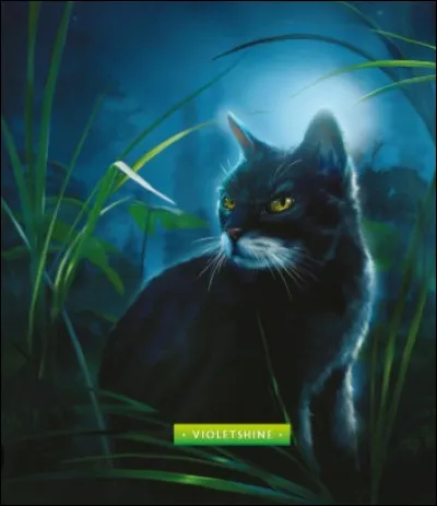 Qui est ce chat myst&eacute;rieux du Clan du Ciel ?