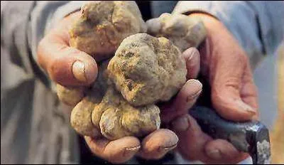 Quelle est cette truffe ?